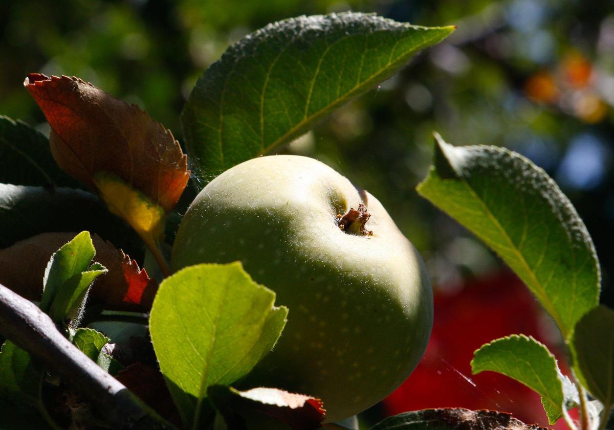 Fred Athey’s garden in Atascadero a Johnny Appleseed tree. David Middlecamp 9-6-2018