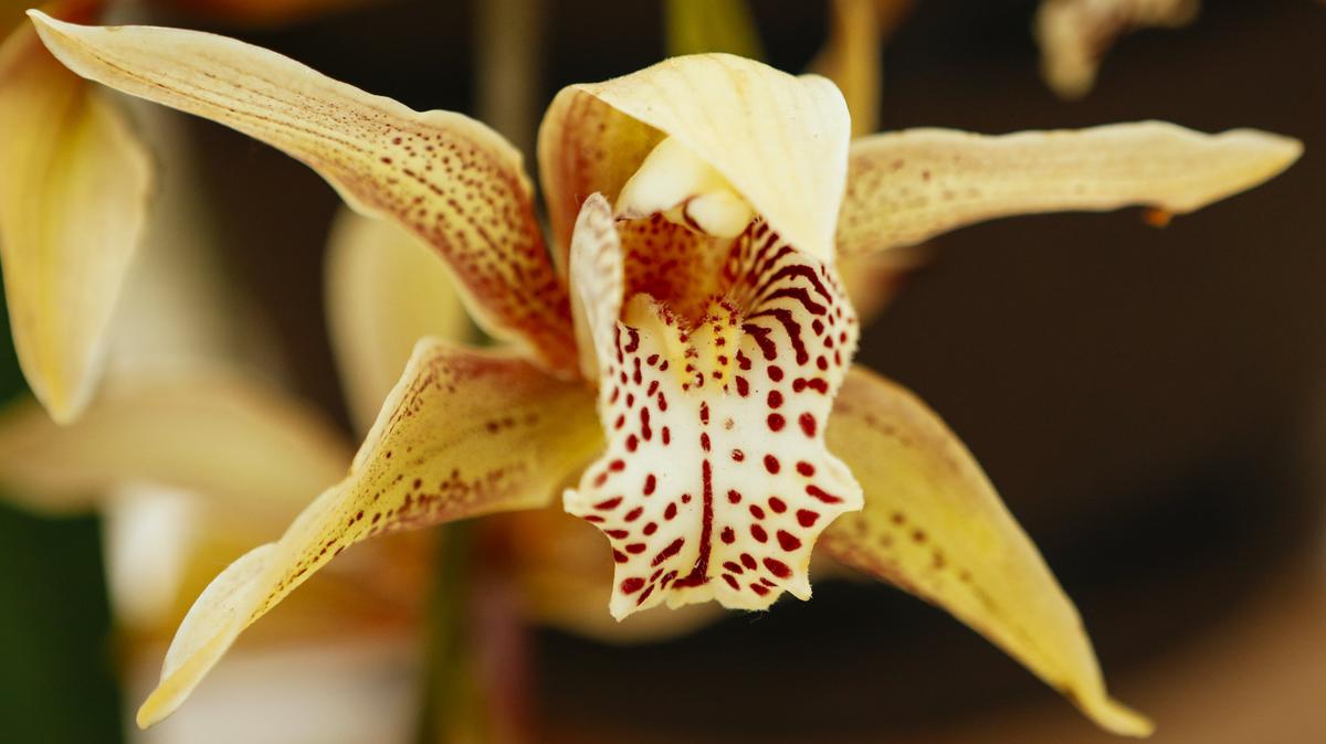 Nipomo Grande Orchids owner Brian Bethke grows hundreds of orchids at his Nipomo nursery.