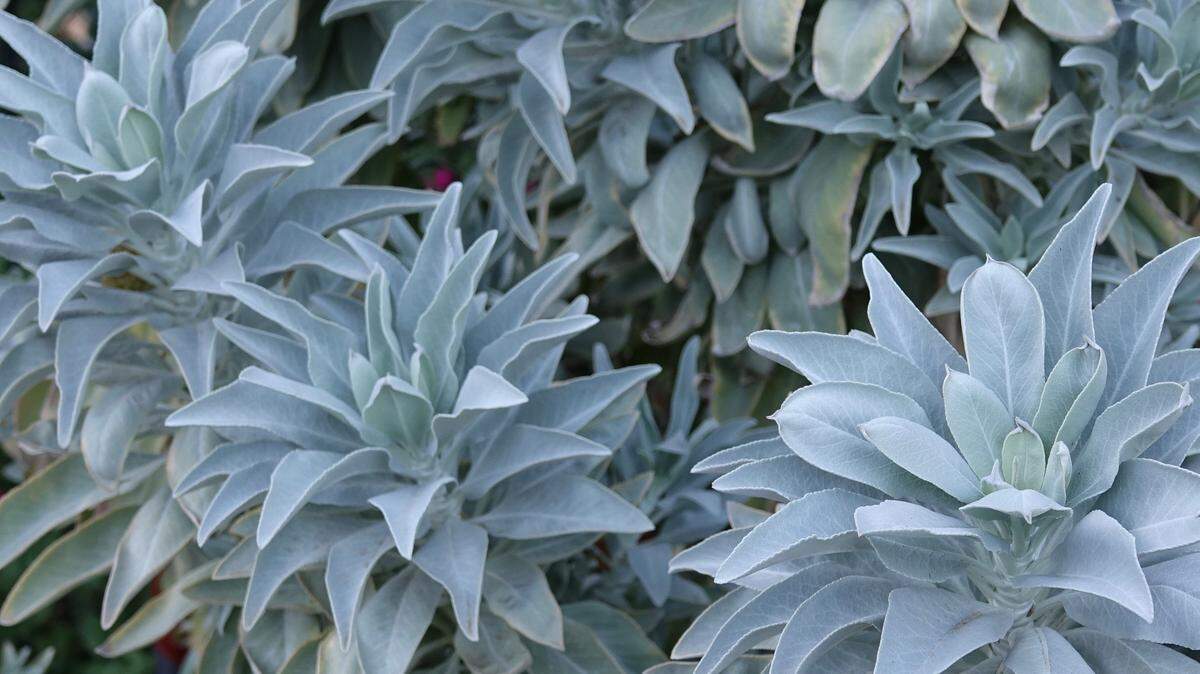 White sage, used in food, medicine and religious ceremonies, is native to the Central Coast.