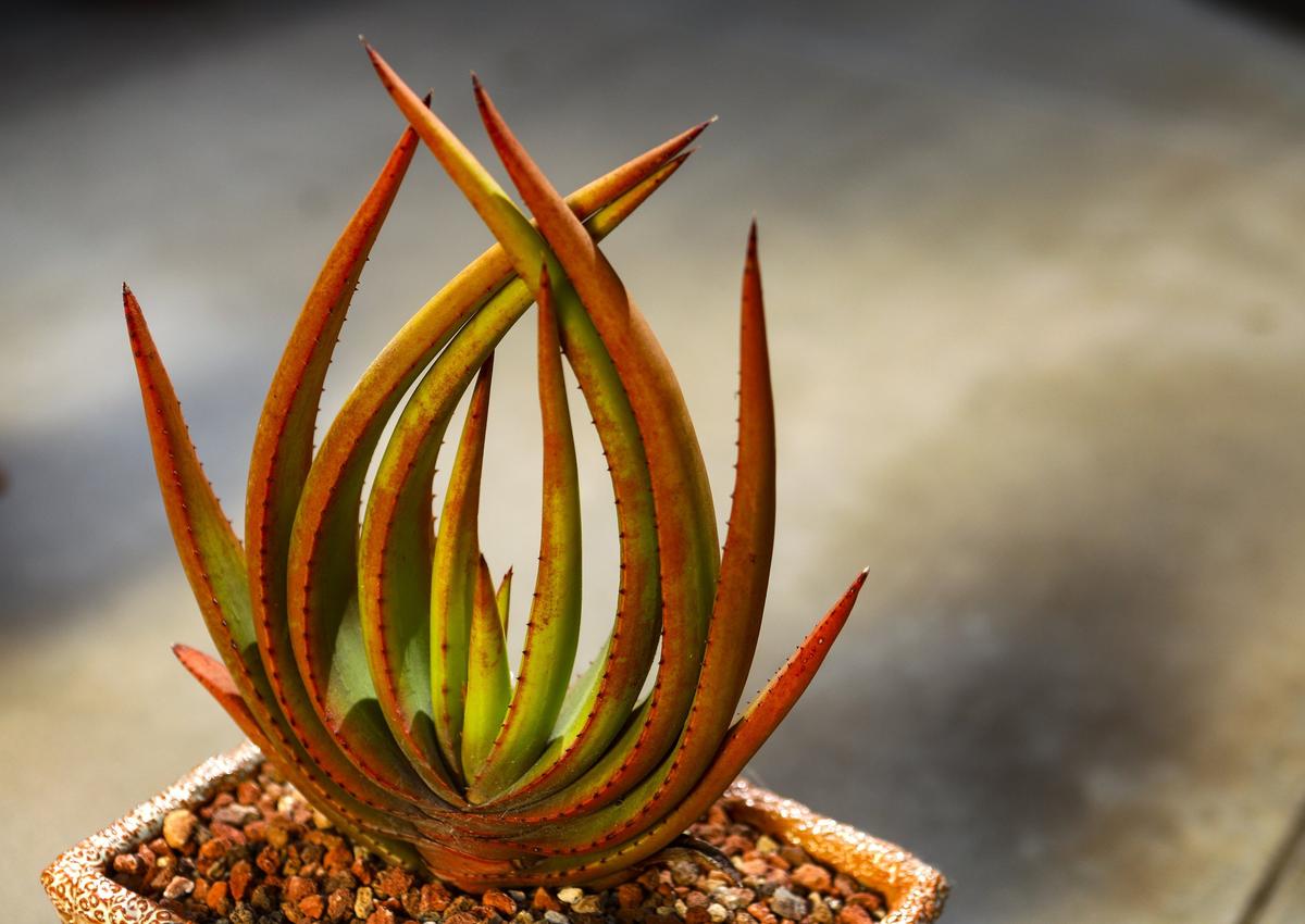 Stunning, sculptural aloe wickensii has reddish green leaves that can grow 2 to 3 feet  tall.