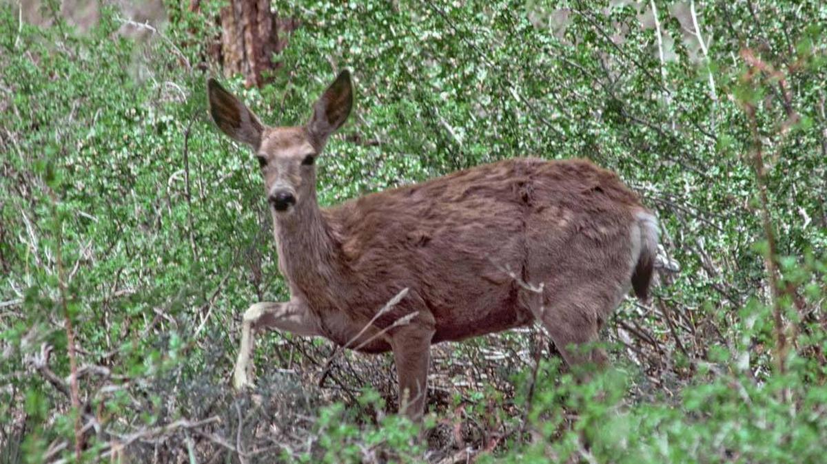 Young avocado trees can be severely stunted, deformed, or killed when mule deer browse on new shoots. Deer feeding on older trees seldom causes significant damage.