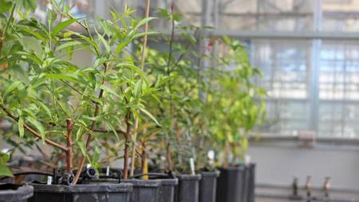 Stone fruit propagation.