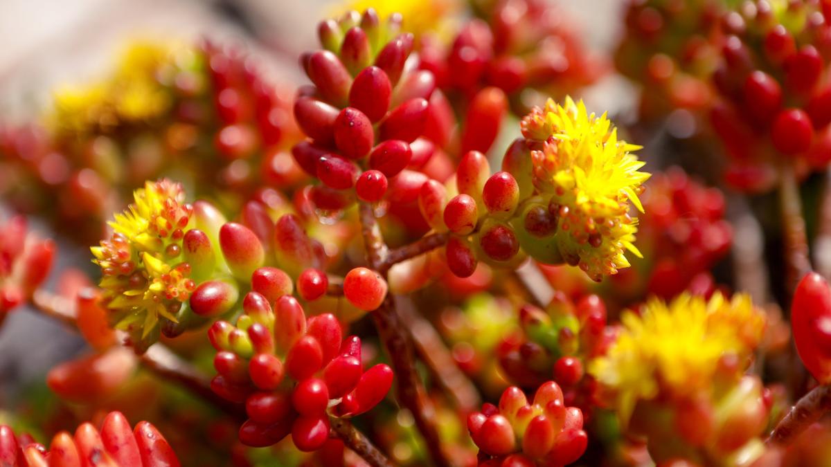 With its sprawling, trailing stems, Sedum rubrotinctum "Jelly Bean" is an excellent hanging container plant.
