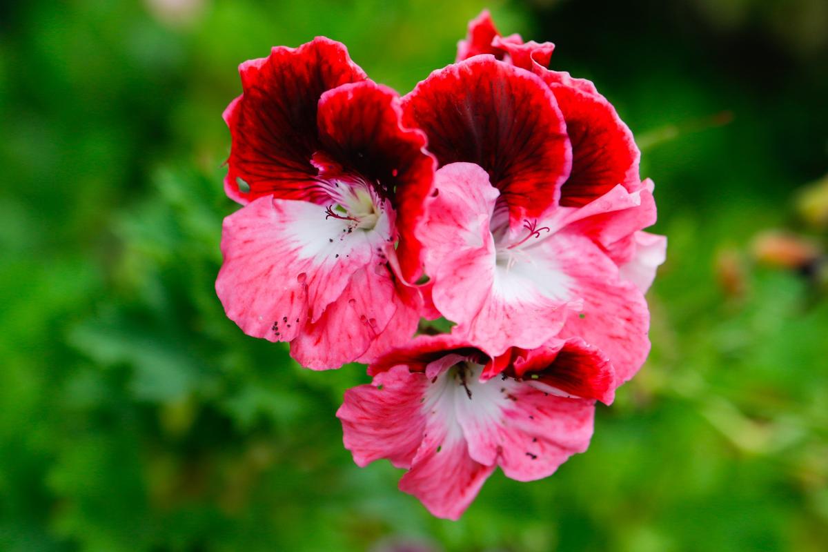 A geranium blooms in Marilyn Hotz’s garden in Arroyo Grande.