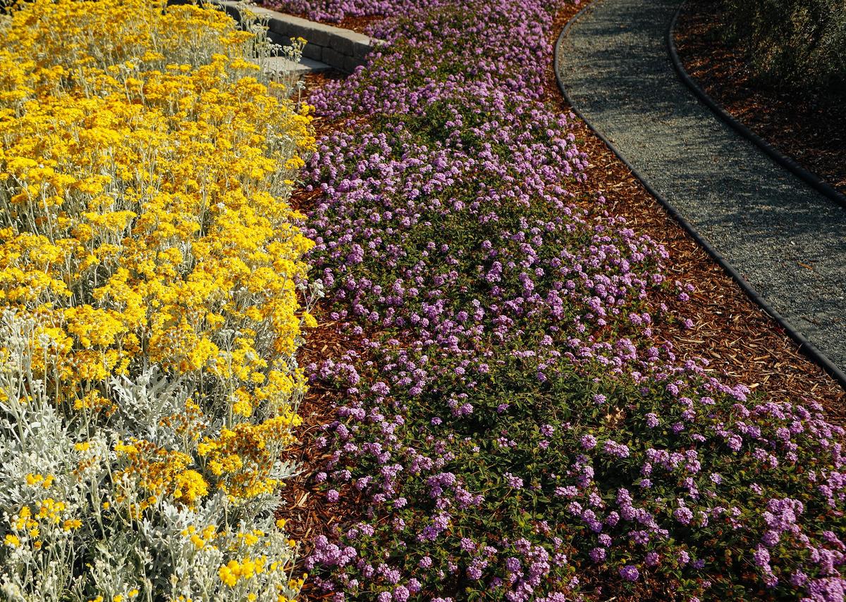 A curved flowerbed is filled with purple lantana, yellow dusty miller and lavender in Dale and Laura Texter’s San Luis Obispo front yard.
