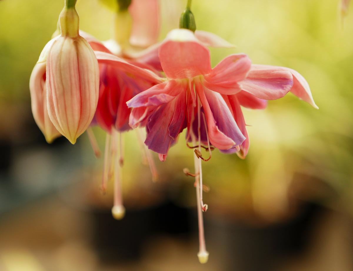 Fuschias are among the flowering bedding plants sold at Nipomo Grande Orchids.