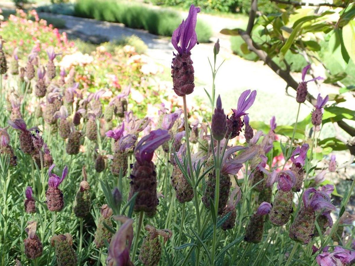 Lavender is among the drought-tolerant plants in Dave Snyder’s Santa Margarita garden.