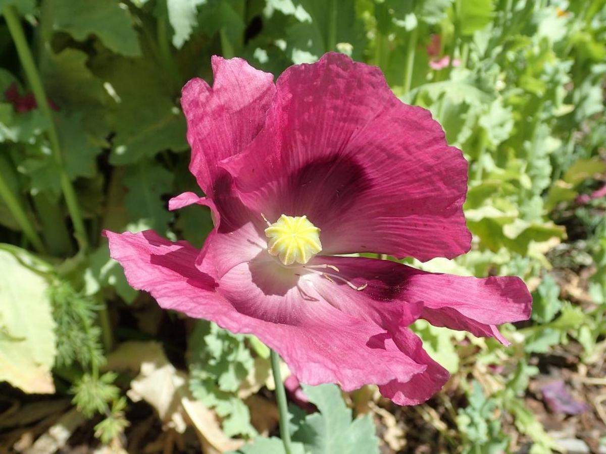 European poppies in DeLisa Harris’s garden in Paso Robles.