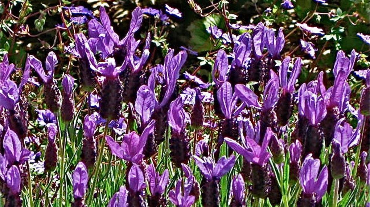 Spanish lavender is colorful, easy to care for and resists insect pests and diseases.