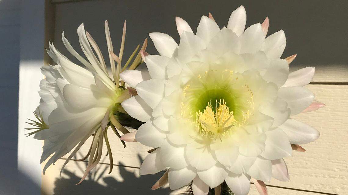 This gorgeous cactus blooms only at night — and thrives in warm weather