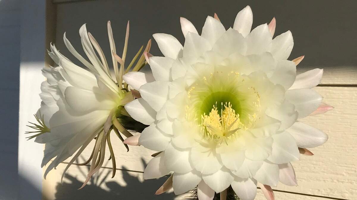 Torch cactus, also known as night blooming cactus, produces stunning blooms in the spring.