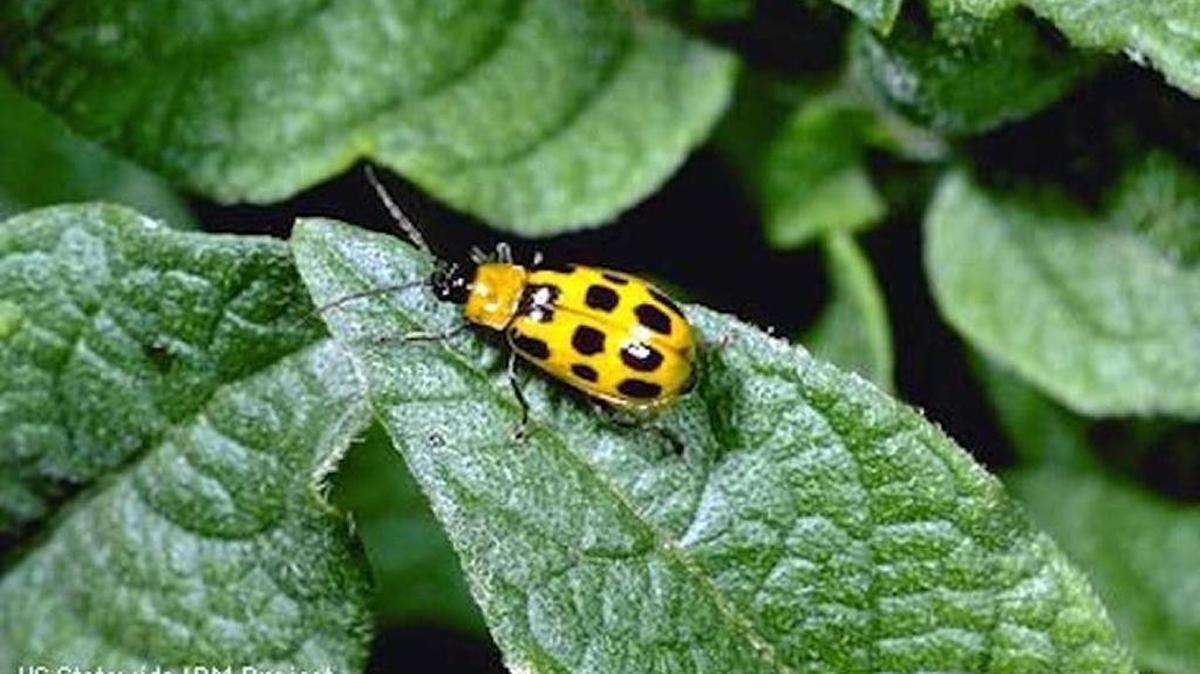 The spotted cucumber beetle likes cool coastal climates.