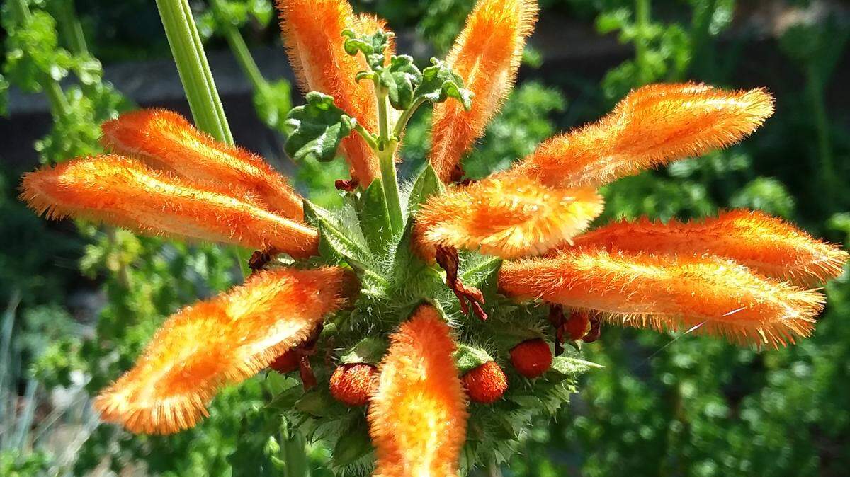 Leonotis leonurus, also known as lion's tail, attracts birds, butterflies and hummingbirds with showy orange flowers.
