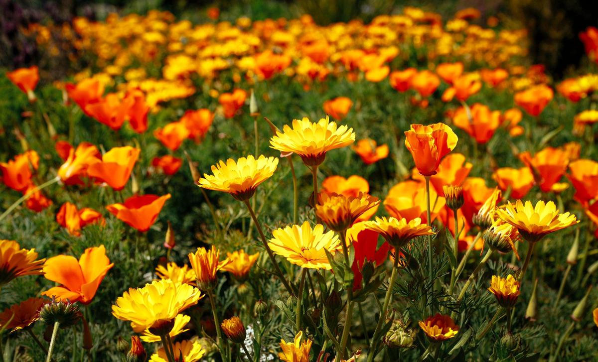 Orange California poppies and yellow African daisies lend color to Lee Oliphant and Don Sather's garden in Cambria.