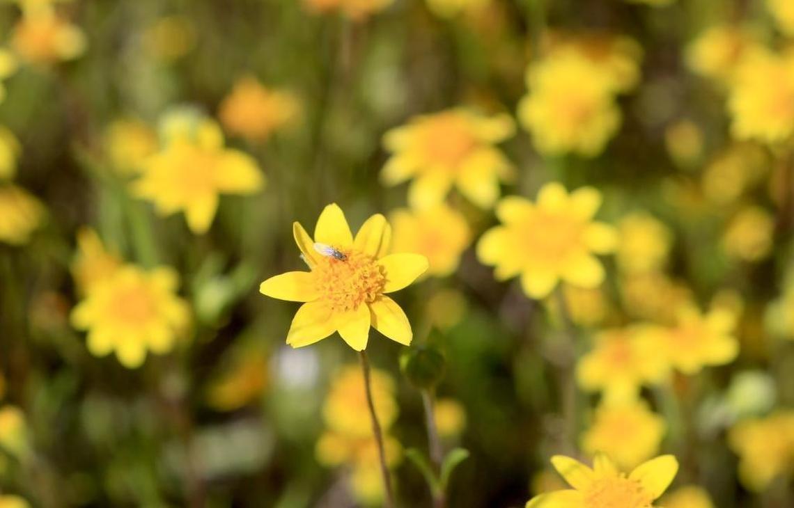 A small gnat sits on a California Goldfield daisy, which is a common wildflower, along Shell Creek Road last year.