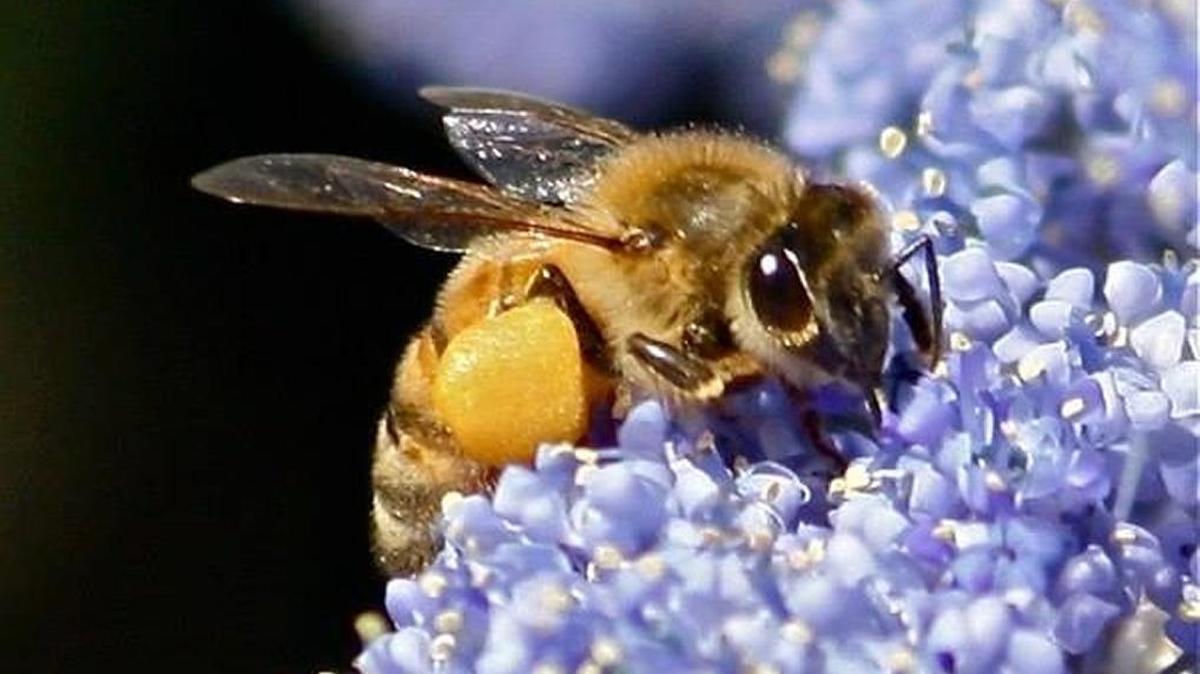 A European honey bee.