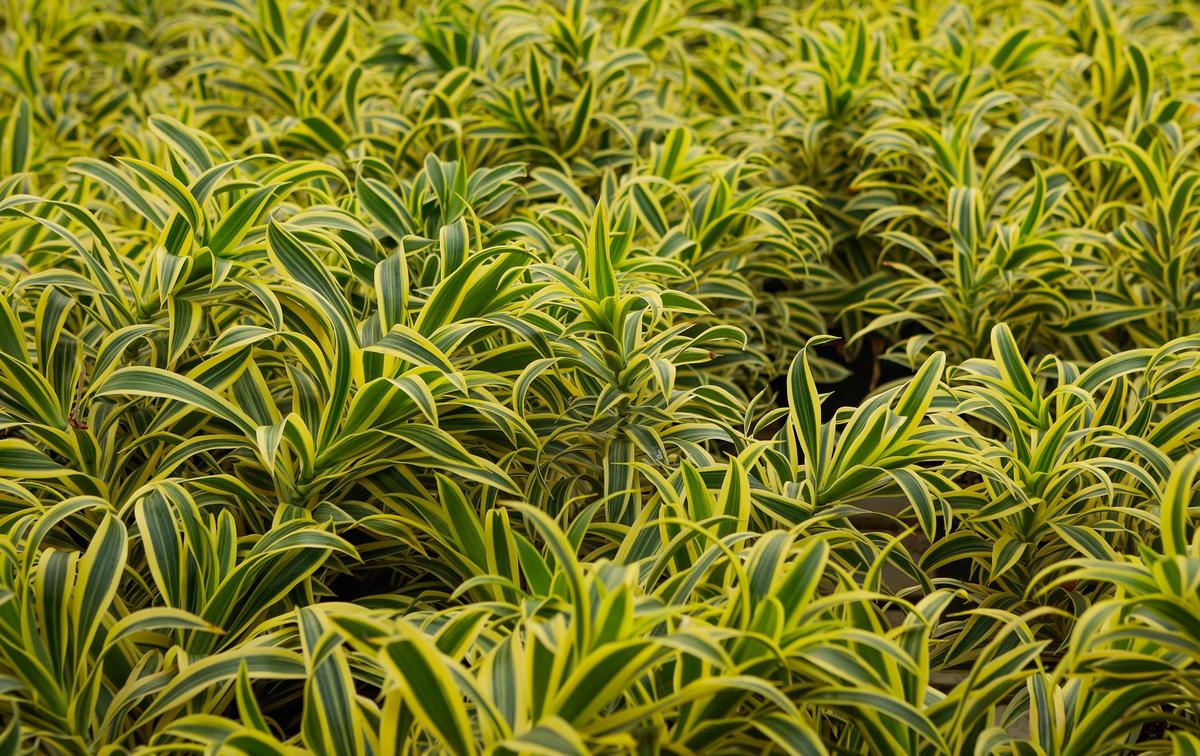 Pacific Sun Growers in Nipomo grows indoor plants for wholesale.