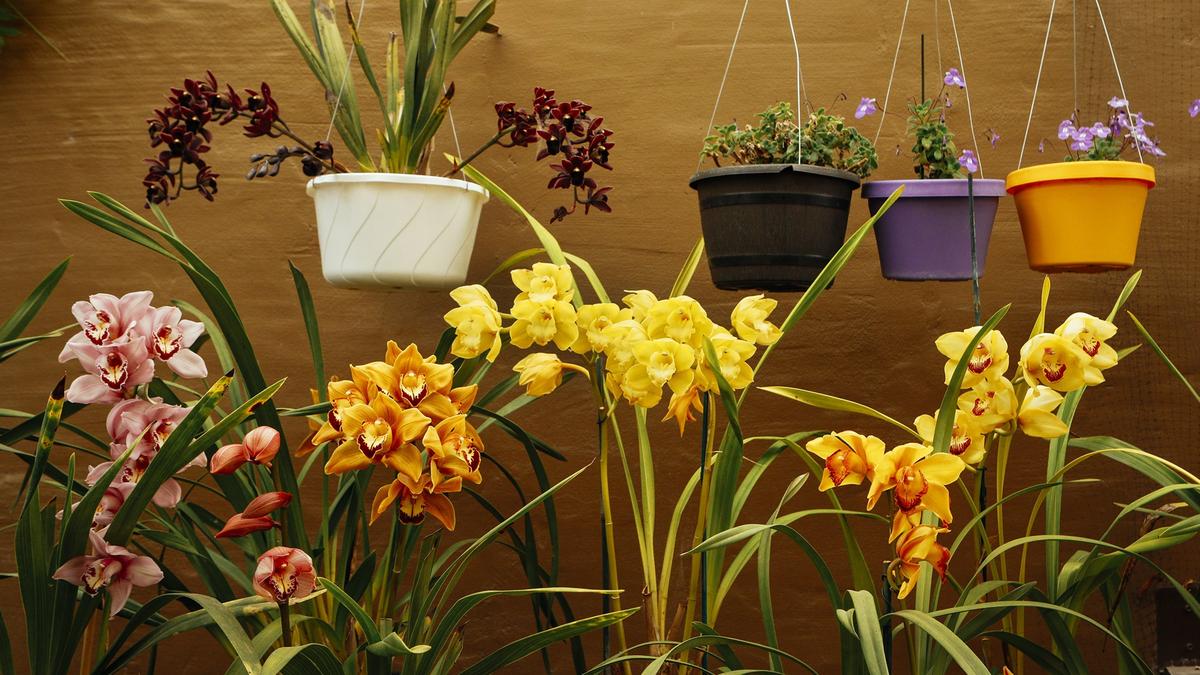 Owner Brian Bethke grows hundreds of orchids and other flowering plants at Nipomo Grande Orchids.