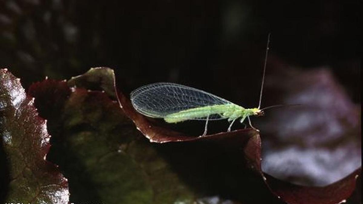 Green lacewings are one of the most commonly released predators.