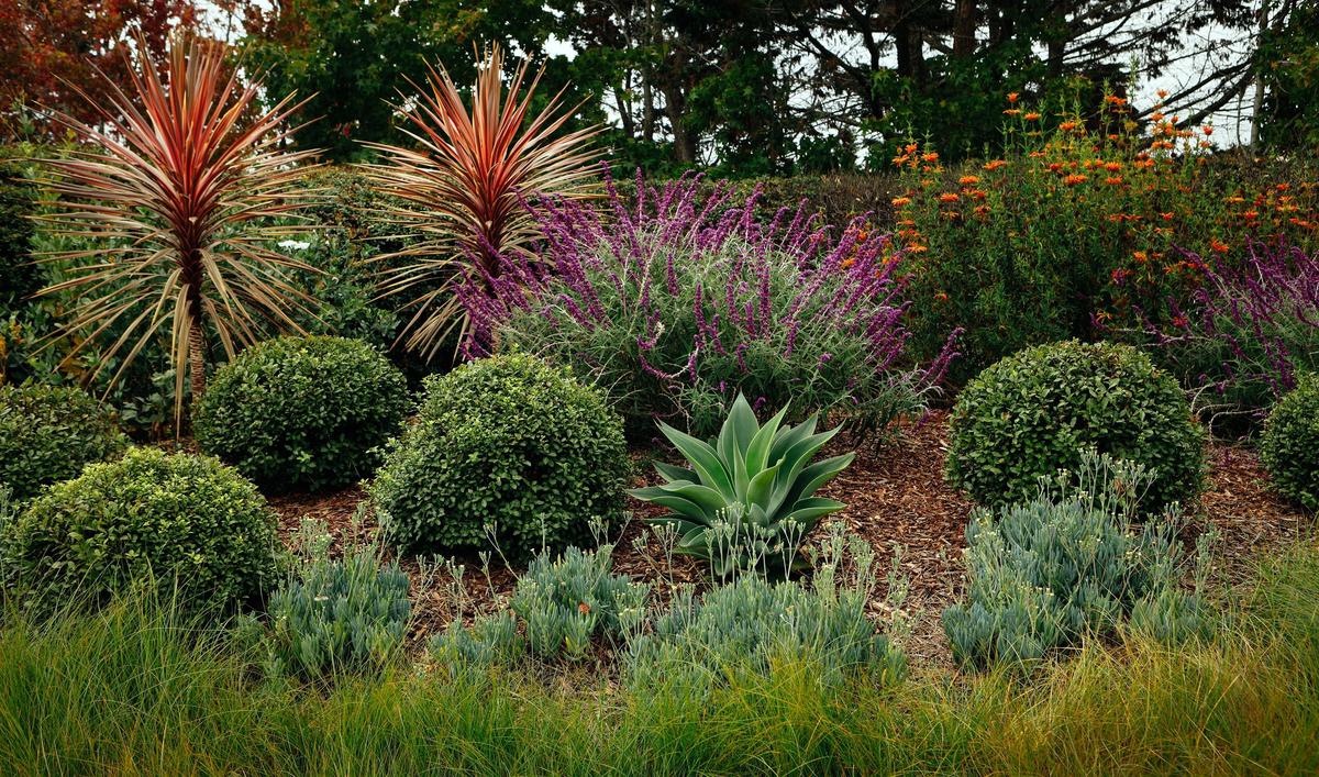 Cordyline, leonotis and Mexican sage are among the low-maintenance plants that lend color to this Arroyo Grande garden, created by Purlieu Landscape Design and Build in San Luis Obispo.
