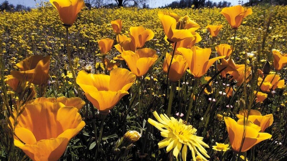 Wildflowers at Highway 58 and Shell Creek Road in 2005.