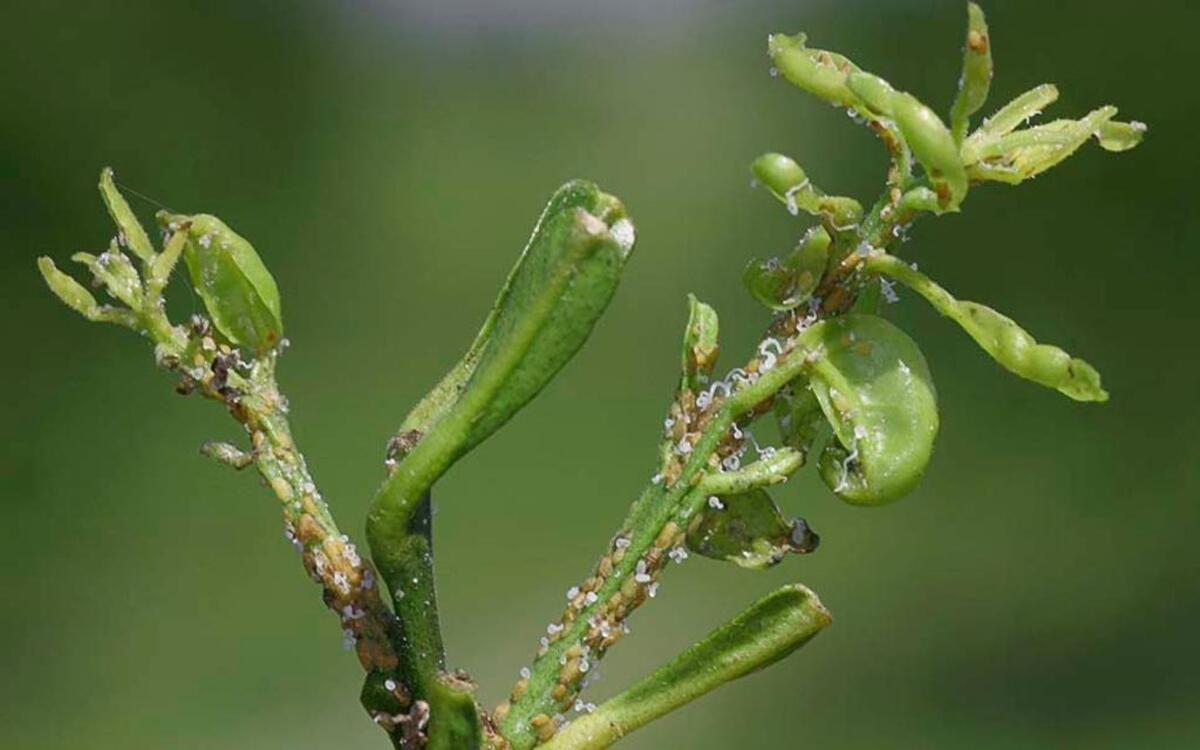 Damage caused by an Asian citrus psyllid