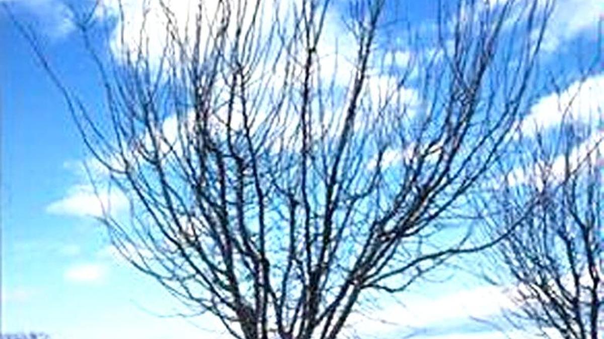 A dormant plum tree.