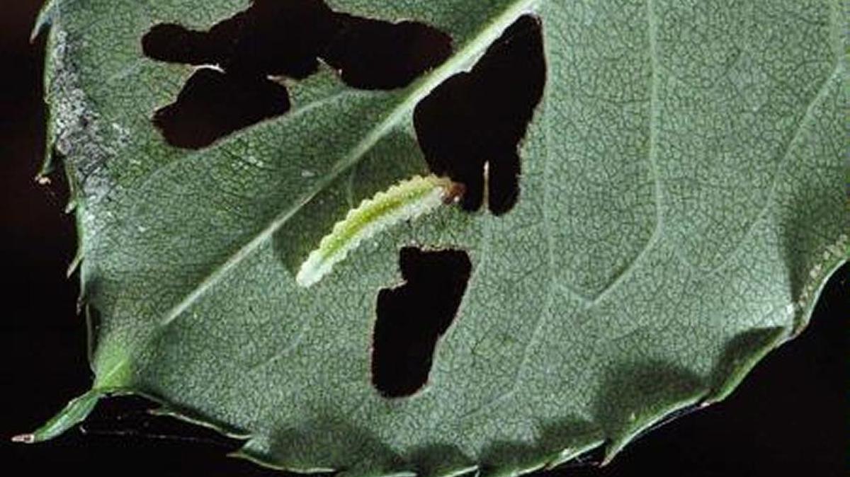 A sawfly larva.