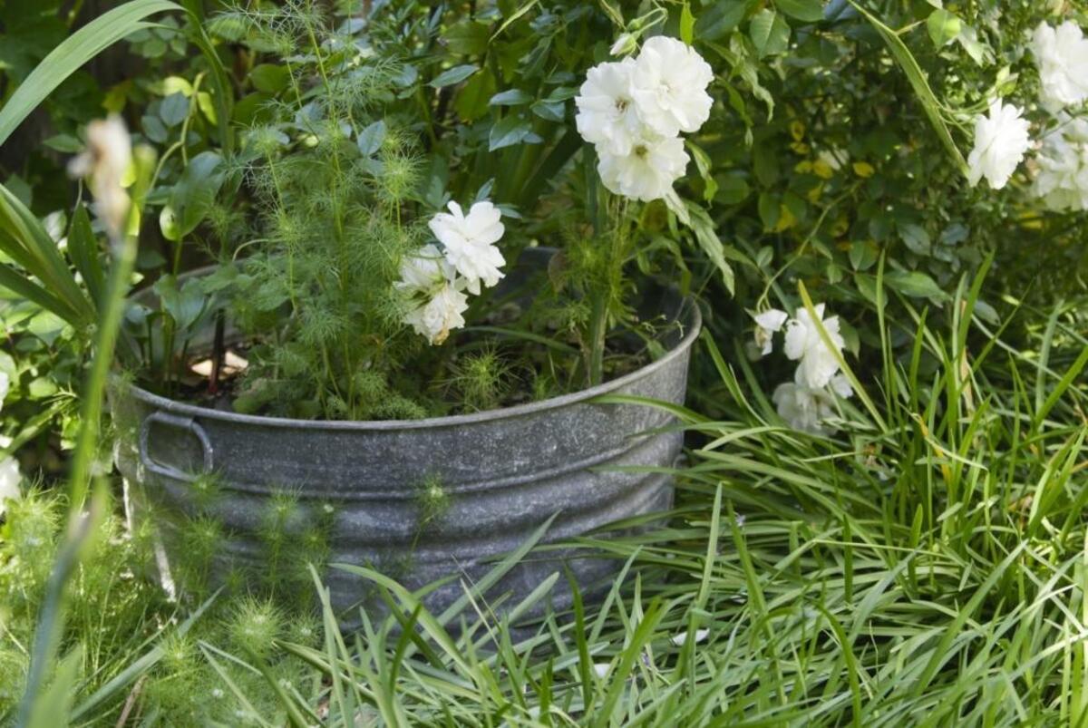 A washtub is used as a unique container garden.