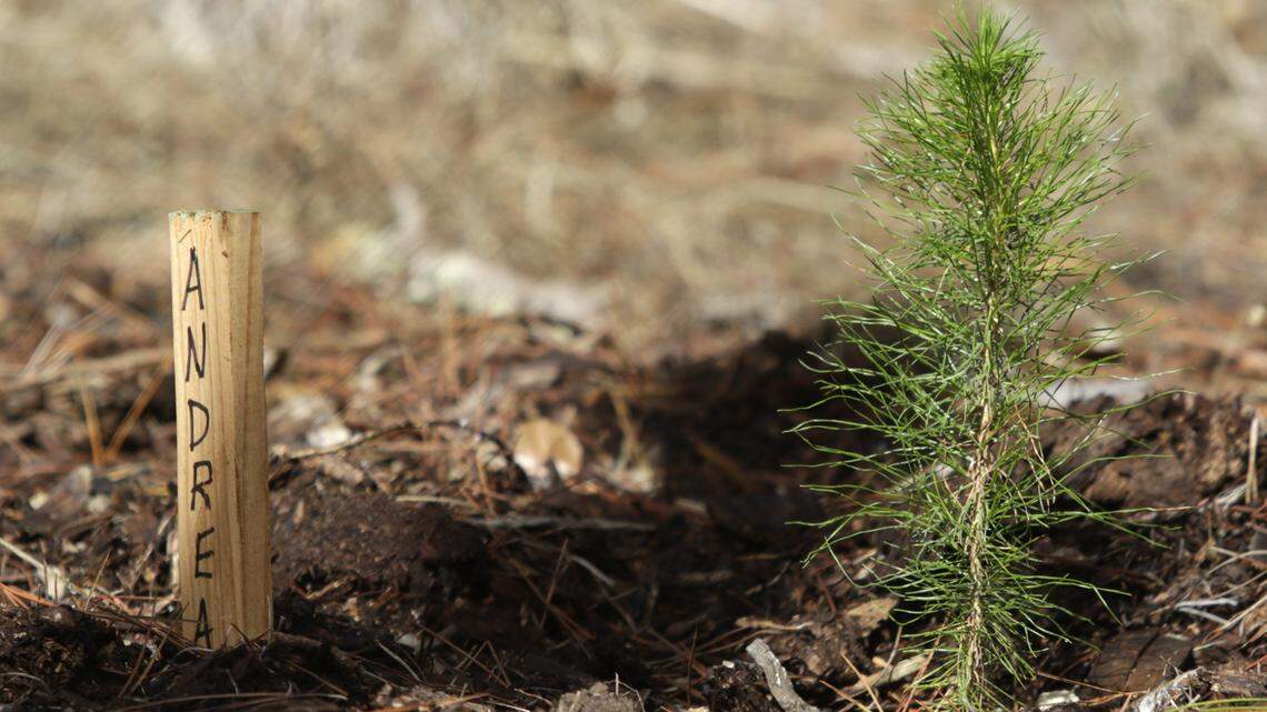 Why plant trees? How ‘our leafy friends’ can boost your health —and your home value