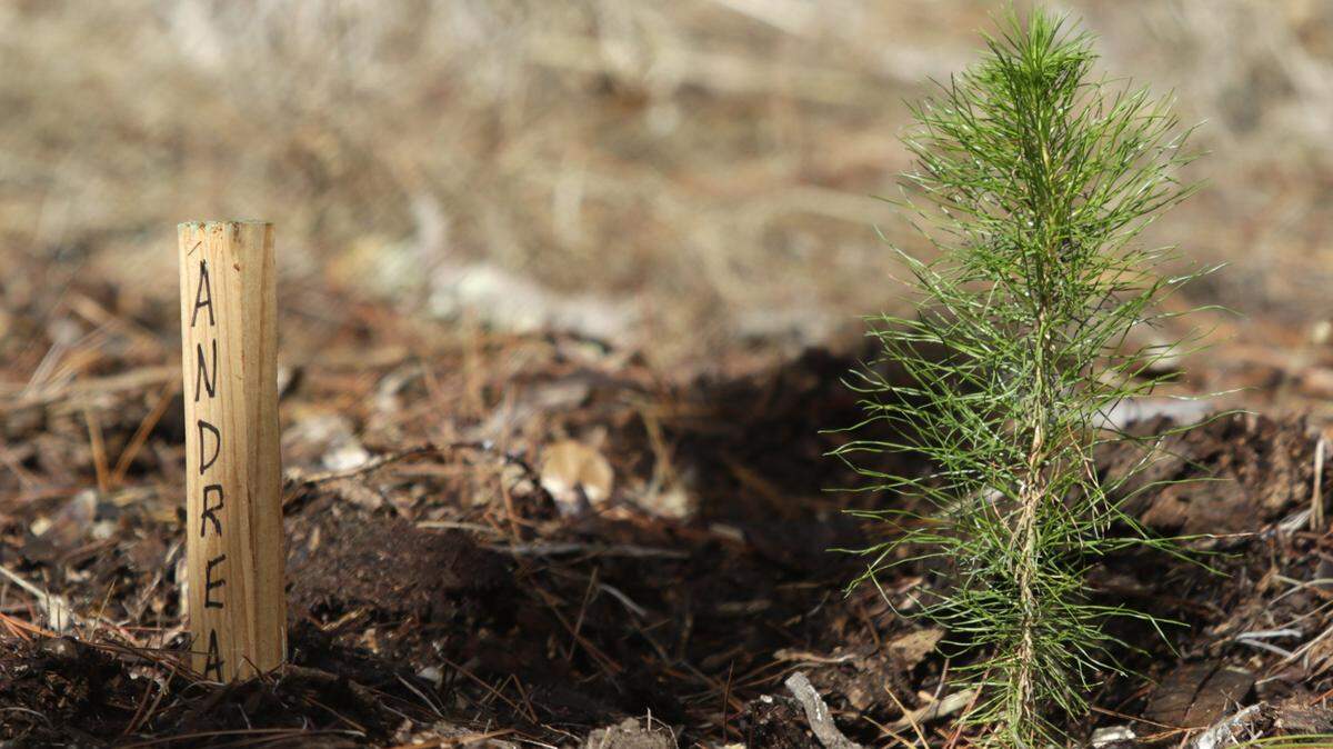 Planting trees can improve your health and your home value, according to retired San Luis Obispo therapist Linda Lewis Griffith.