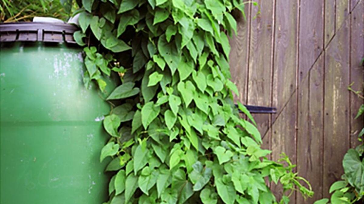 Rain catchment systems can be as simple or complex as you wish.