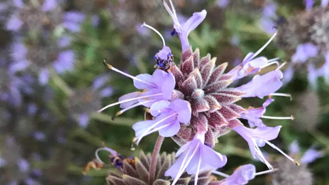 This beautiful blue sage is named after a SLO County town