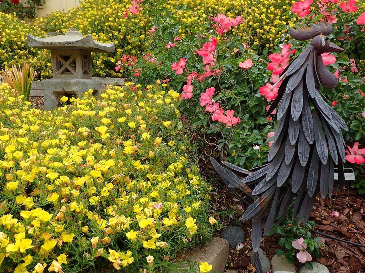 A metal rooster struts next to a bed of yellow Texas primrose with a Japanese pagoda in the background at Hadi and Charlotte Zalzalah’s hillside garden in Paso Robles.