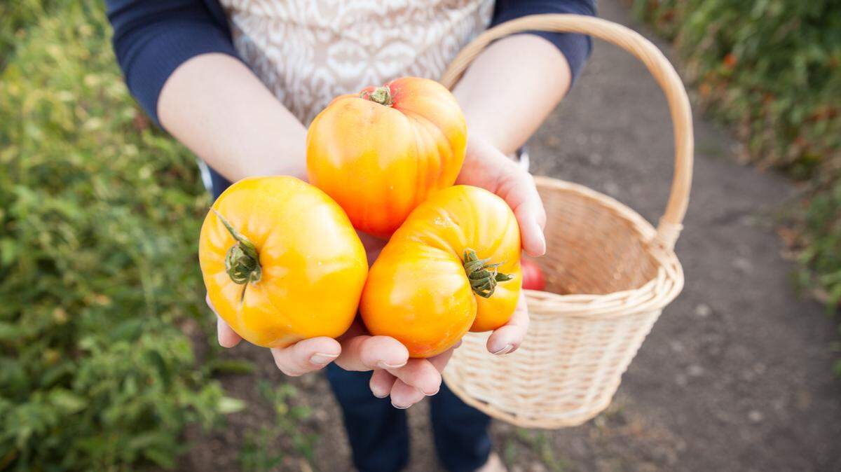 Jack Creek Farms in Templeton grows more than 80 heirloom varieties of tomatoes.