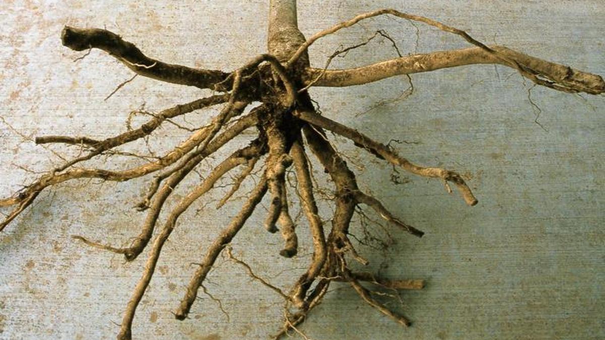 There are advantages and disadvantages to planting various bare root trees. Understanding limitations associated with each type will increase the potential for success.