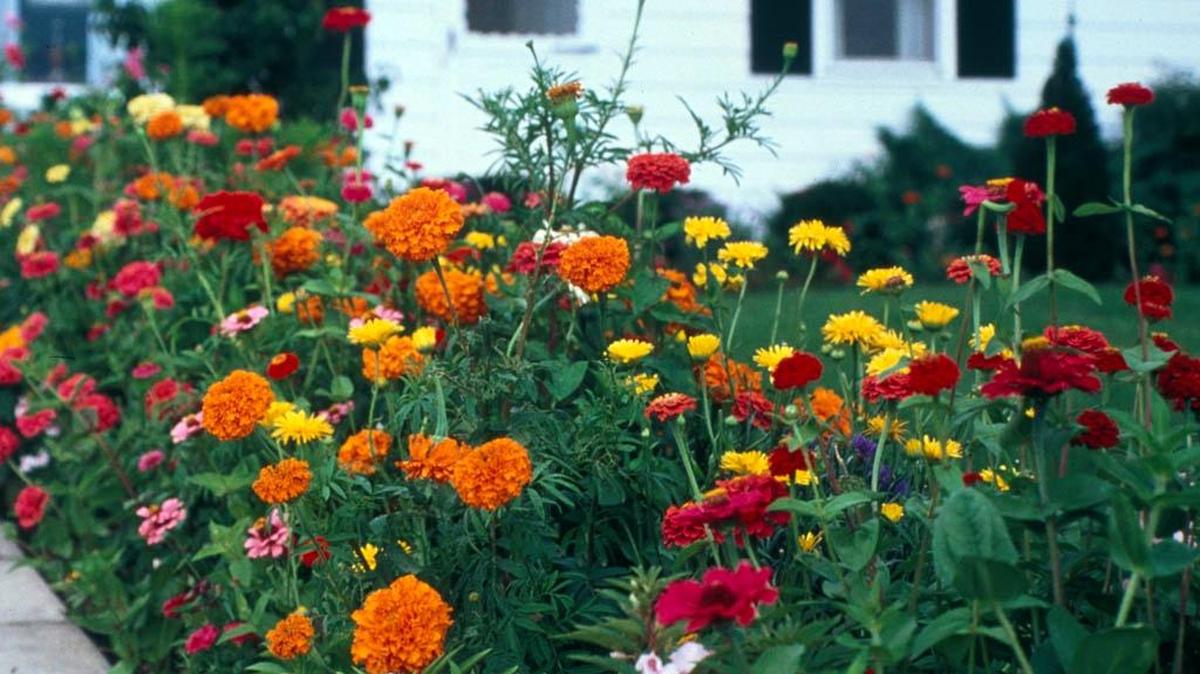 Most garden plants need supplemental water during a drought.