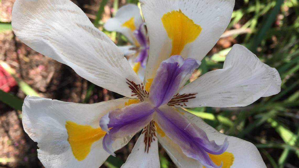 This robust flower will give your garden beautiful blooms — like clockwork