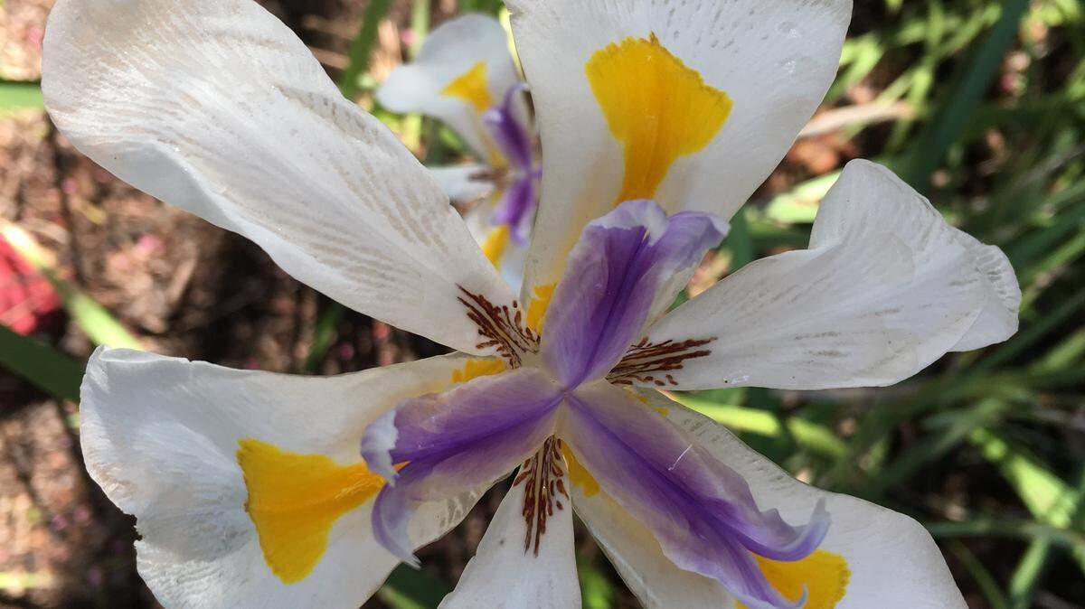 Fortnight lily, a plant native to South Africa, produces large, showy flowers at roughly two-week intervals.