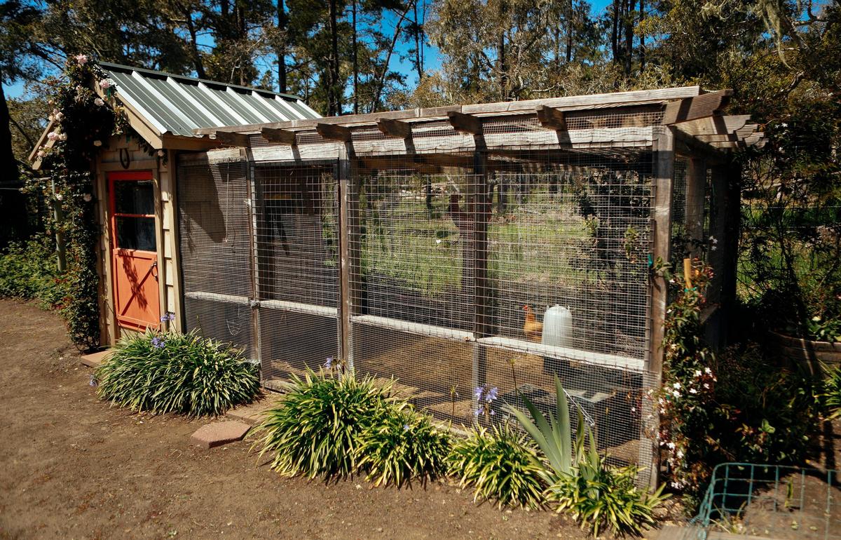 Lee Oliphant and and Don Sather's Cambria garden has a chicken house that's equipped with a web cam.
