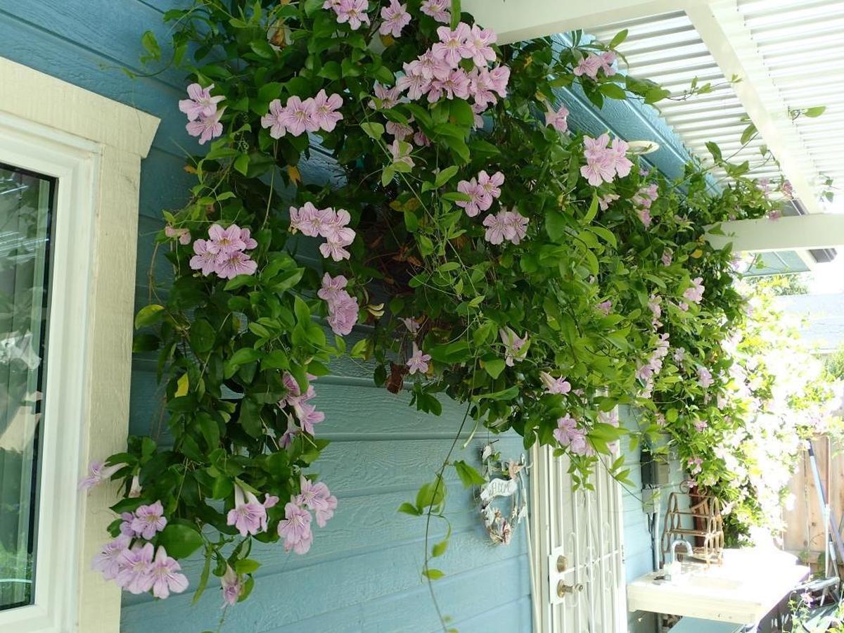 A dazzling, striped violet-colored angel’s trumpet flower graces the garage wall and climbs onto the pergola, providing shade in summer in DeLisa Harris’s garden in Paso Robles.