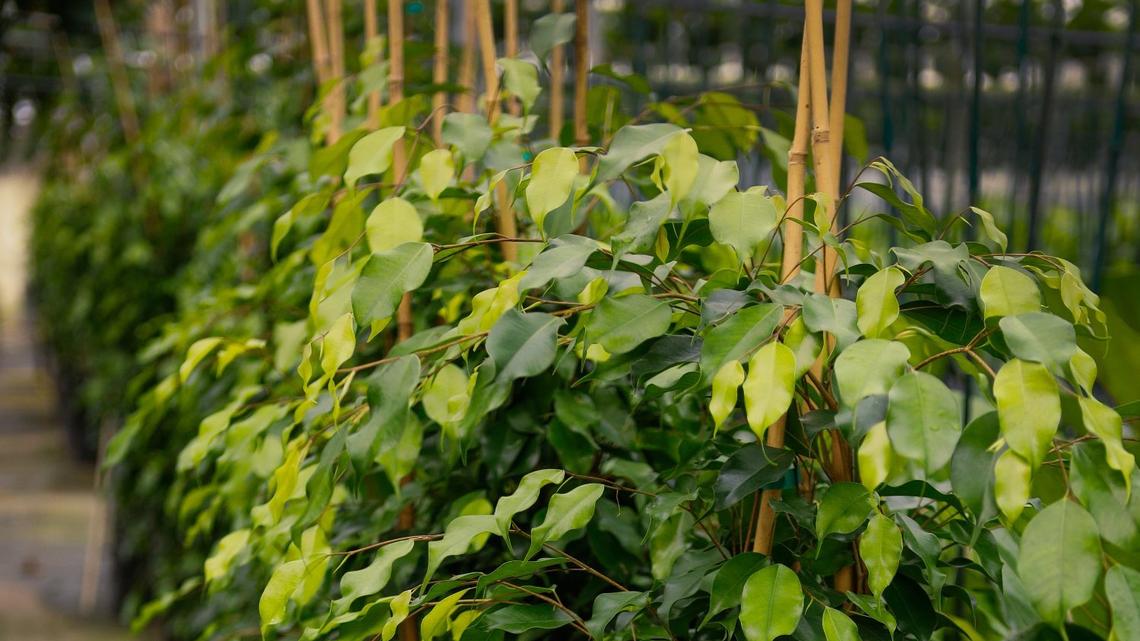 What houseplant causes the most complaints from readers? Marianne Binetti shares