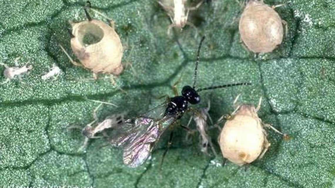 A parasitic wasp is surrounded by host aphids.