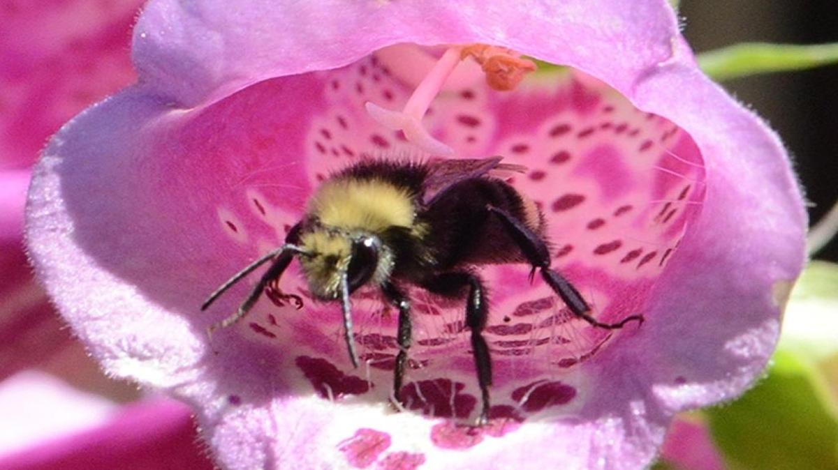 A honey bee inside a flower.