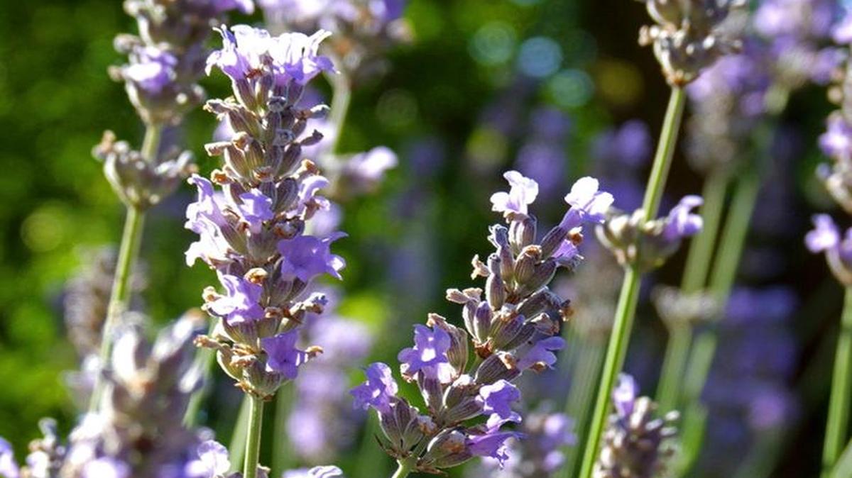 Lavender is versatile and beautiful.