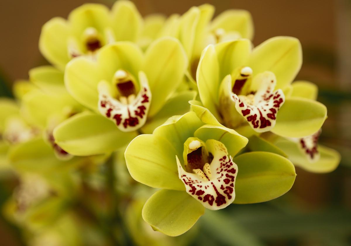 Nipomo Grande Orchids owner Brian Bethke grows hundreds of orchids at his Nipomo nursery.