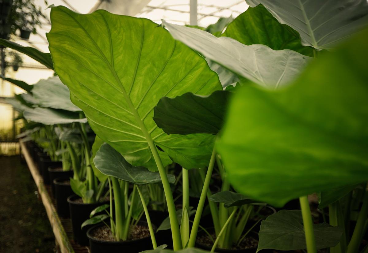 The elephant ear plant is known for its giant leaves.