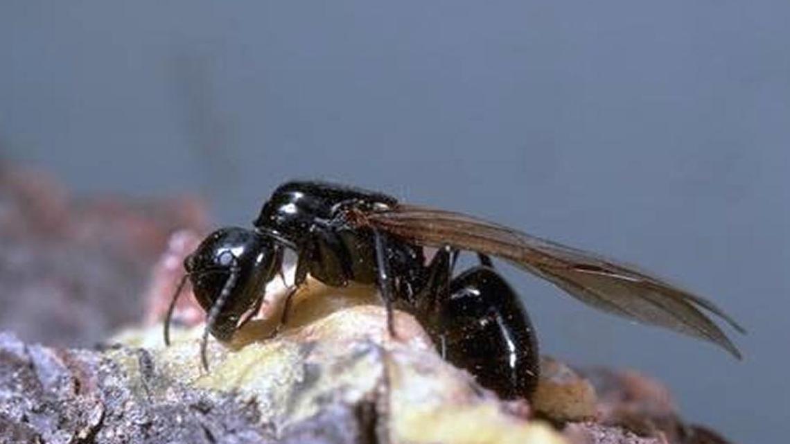 A winged ant