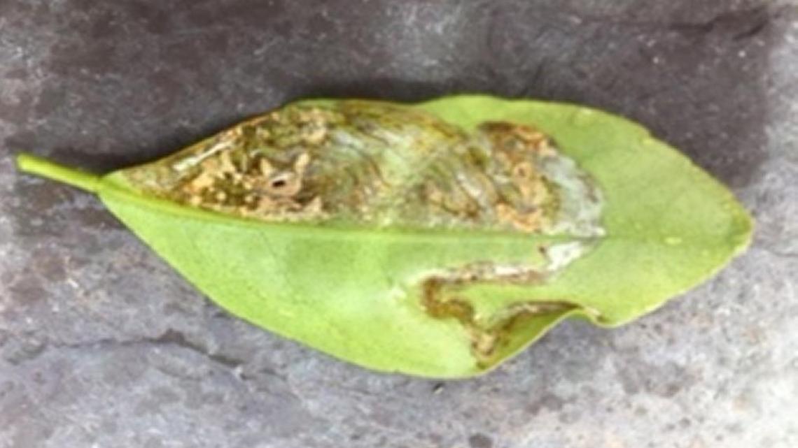Leaf damaged by Leafminer moth