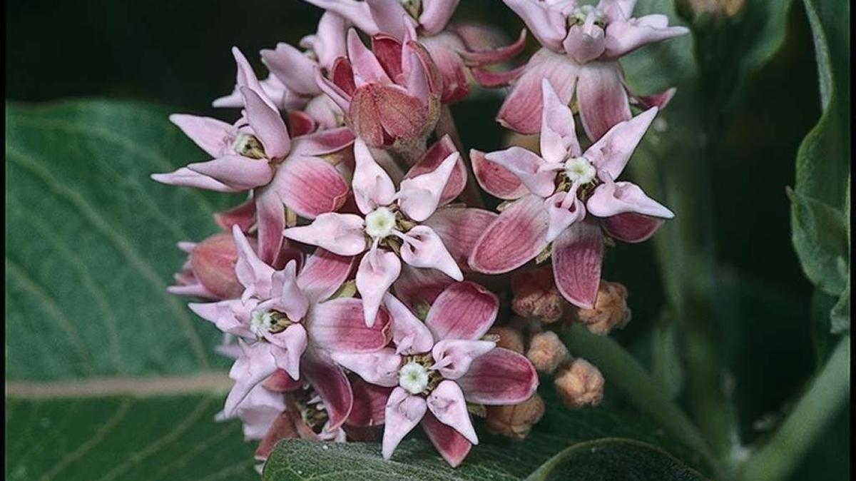 Flowers of the showy milkweed. The leaves of the native milkweed are a food source for monarch larvae.